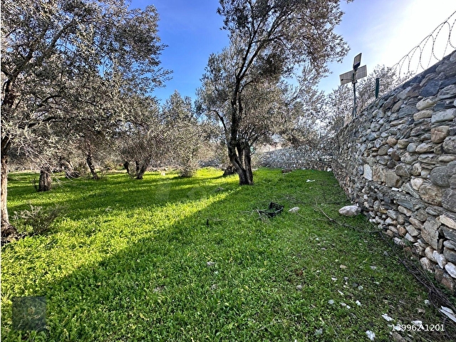 MERA EMLAKTAN ZEYTİNLİ MEVKİİNDE YOLA CEPHELİ 1.850m2 ZEYTİNLİK - Görsel 7