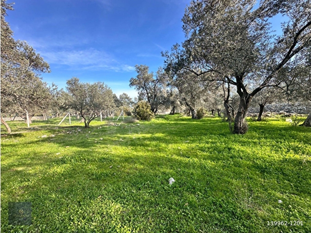 MERA EMLAKTAN ZEYTİNLİ MEVKİİNDE YOLA CEPHELİ 1.850m2 ZEYTİNLİK - Görsel 19