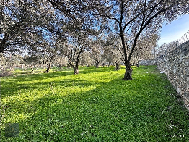 MERA EMLAKTAN ZEYTİNLİ MEVKİİNDE YOLA CEPHELİ 1.850m2 ZEYTİNLİK - Görsel 4