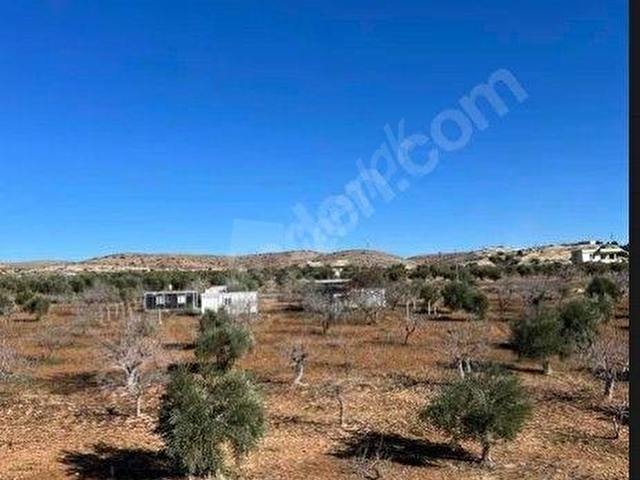 🌿 Nizip Turlu Köyü’nde Satılık Bağ Evi ve Bahçe – Havuzlu, Yatırımlık Fırsat 🌿 - Görsel 7