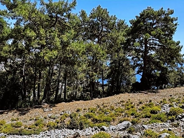 HOME GAYRİMENKUL DEN FIRSAT FETHİYE SEYDİKEMER DE 3797M2 TARLA - Görsel 8