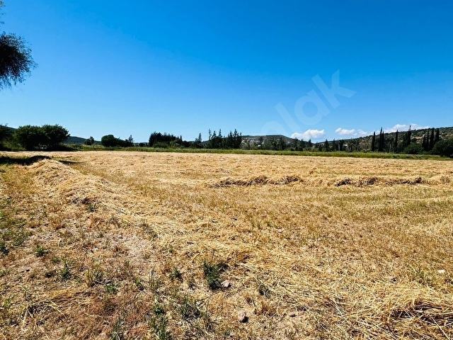 BODRUM TEPECİK KAROAVA DA KELEPİR SATILIK TARLA - Görsel 6