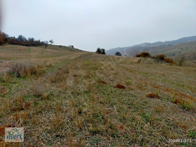 AMASYA SULUOVA İLÇESİ BOYALI KÖYÜNDE SATILIK 12491 M2 BAĞ - Görsel 3