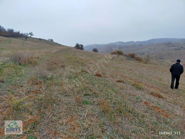 AMASYA SULUOVA İLÇESİ BOYALI KÖYÜNDE SATILIK 12491 M2 BAĞ - Görsel 2