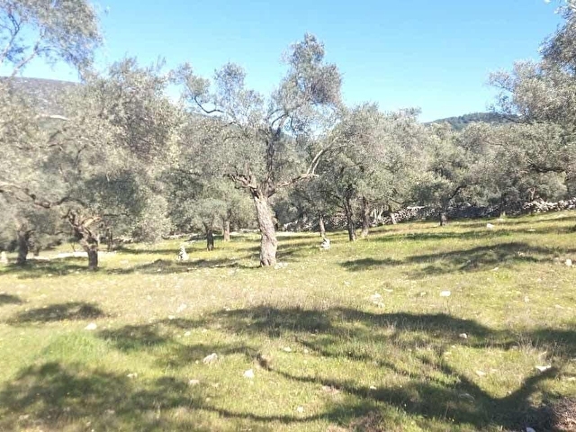 KUZYAKA DA TARLA 65 VERİMLİ ZEYTİN VARDIR - Görsel 22