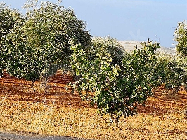GAZİANTEP NİZİP YOLUNDA MERKEZİ KONUMDA FISTIK ARSASI - Görsel 7