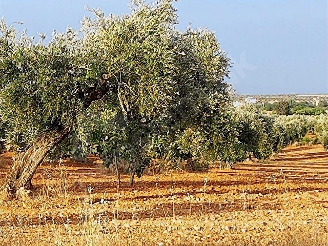 GAZİANTEP NİZİP YOLUNDA MERKEZİ KONUMDA FISTIK ARSASI - Görsel 5