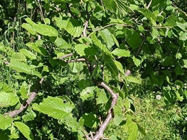 Ordu Ünye Pelitliyatak’ta Bahçe Evli, Düz Konumlu Satılık Fındık Arazisi – 7.164 m² - Görsel 19