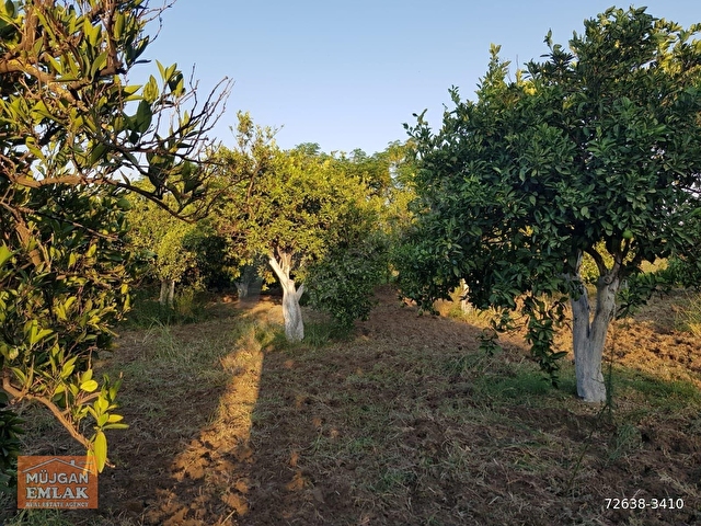 MÜJGAN EMLAKTAN MUĞLA KÖYCEĞİZ DÖĞÜŞBELEN MH DE 532M2 BAHÇE - Görsel 8