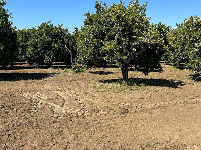 MÜJGAN EMLAKTAN MUĞLA KÖYCEĞİZ DÖĞÜŞBELEN MH DE 532M2 BAHÇE - Görsel 15