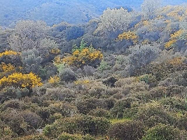 Urla Bademler de Yatırıma Uygun Satılık 24200 m2. Tarla - Görsel 7