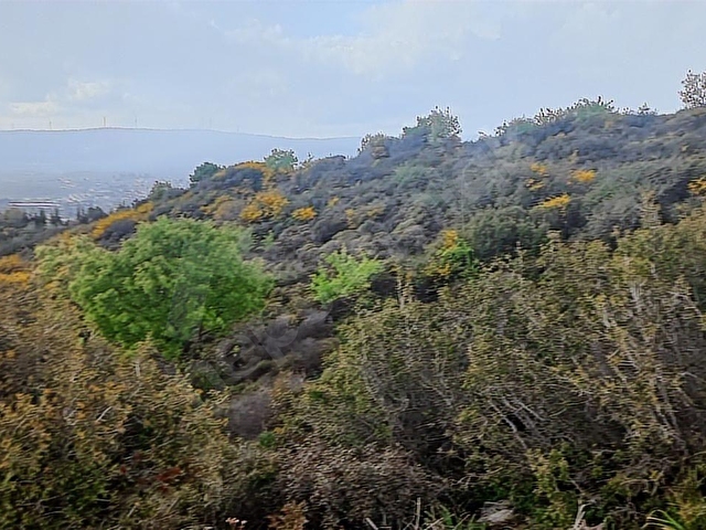 Urla Bademler de Yatırıma Uygun Satılık 24200 m2. Tarla - Görsel 14