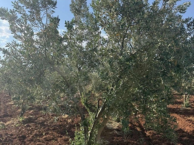 TAŞDOĞANDAN CEVİZLİDE 1400m2 ASFALT ÜSTÜ BAĞ EVLİK KUPON ARAZİ - Görsel 10