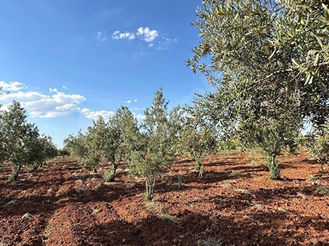TAŞDOĞANDAN CEVİZLİDE 1400m2 ASFALT ÜSTÜ BAĞ EVLİK KUPON ARAZİ - Görsel 21