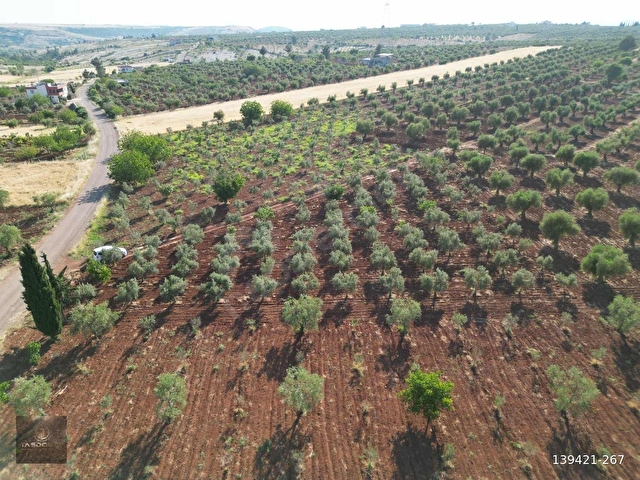 TAŞDOĞANDAN CEVİZLİDE 1400m2 ASFALT ÜSTÜ BAĞ EVLİK KUPON ARAZİ - Görsel 4