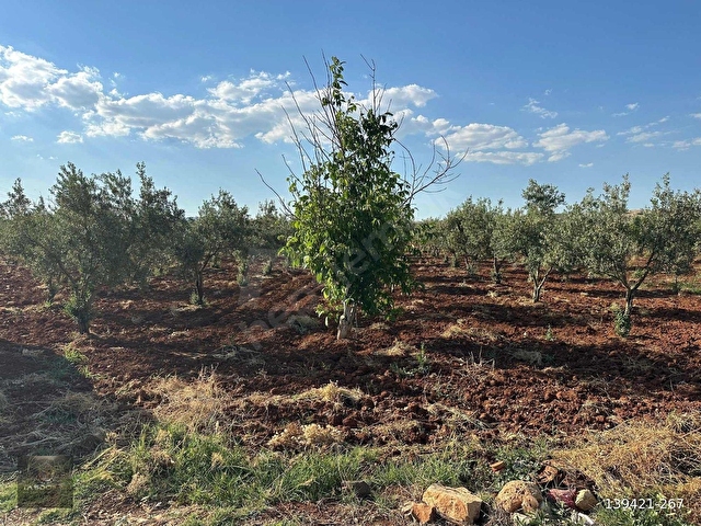 TAŞDOĞANDAN CEVİZLİDE 1400m2 ASFALT ÜSTÜ BAĞ EVLİK KUPON ARAZİ - Görsel 20