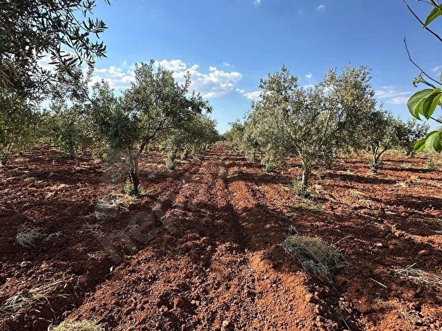 TAŞDOĞANDAN CEVİZLİDE 1400m2 ASFALT ÜSTÜ BAĞ EVLİK KUPON ARAZİ - Görsel 14