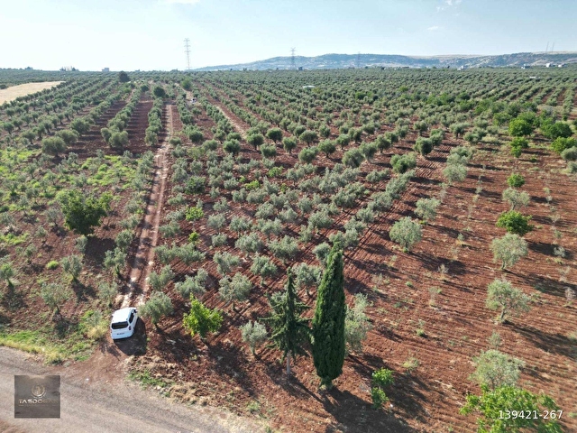 TAŞDOĞANDAN CEVİZLİDE 1400m2 ASFALT ÜSTÜ BAĞ EVLİK KUPON ARAZİ - Görsel 9