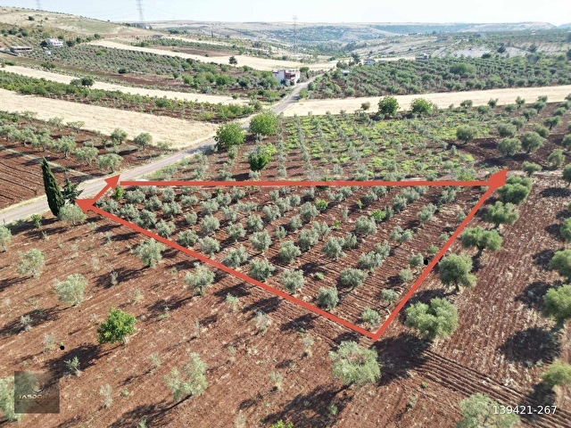 TAŞDOĞANDAN CEVİZLİDE 1400m2 ASFALT ÜSTÜ BAĞ EVLİK KUPON ARAZİ
