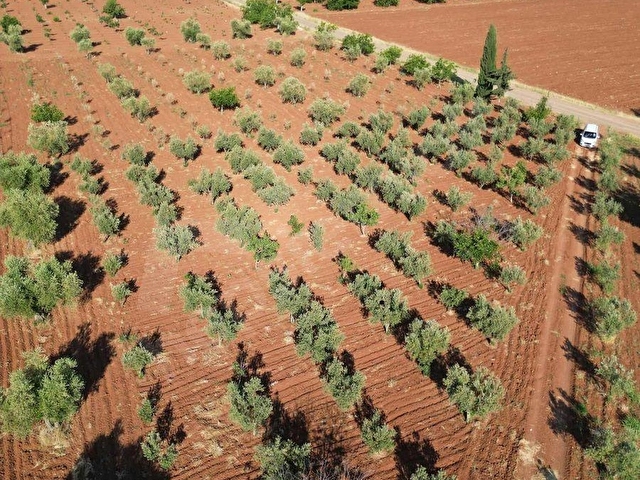 TAŞDOĞANDAN CEVİZLİDE 1400m2 ASFALT ÜSTÜ BAĞ EVLİK KUPON ARAZİ - Görsel 6