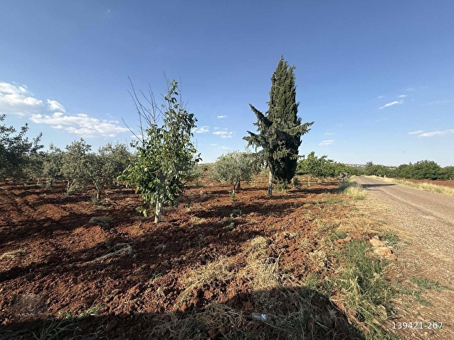 TAŞDOĞANDAN CEVİZLİDE 1400m2 ASFALT ÜSTÜ BAĞ EVLİK KUPON ARAZİ - Görsel 13