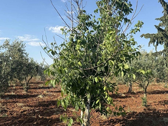 TAŞDOĞANDAN CEVİZLİDE 1400m2 ASFALT ÜSTÜ BAĞ EVLİK KUPON ARAZİ - Görsel 11