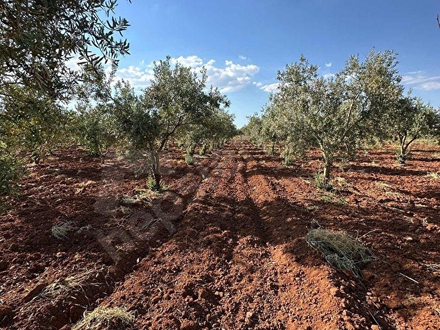 TAŞDOĞANDAN CEVİZLİDE 1400m2 ASFALT ÜSTÜ BAĞ EVLİK KUPON ARAZİ - Görsel 16