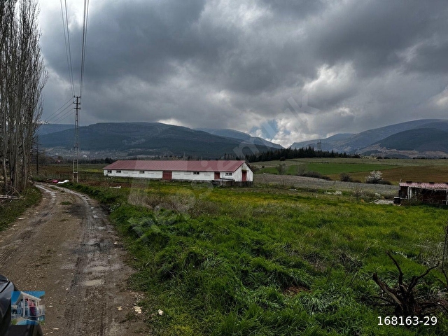 BUDAKTAN SATILIK ENGİLİ,DE ELEKTRİK SU MEVCUT ÇİFTLİK BESİHANE ARAZİSİ - Görsel 5