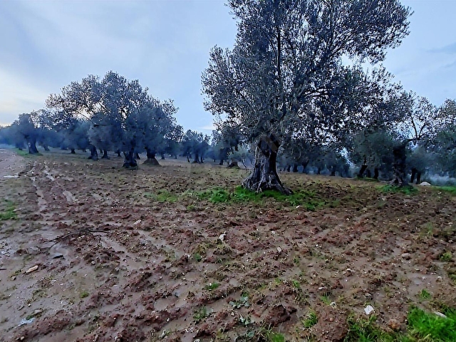 AYVALIKTA DENİZ MANZARALI 137 M. YOL CEPHELİ 40 DÖNÜM ZEYTİNLİK - Görsel 25