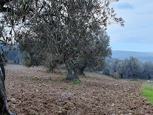 AYVALIKTA DENİZ MANZARALI 137 M. YOL CEPHELİ 40 DÖNÜM ZEYTİNLİK - Görsel 6