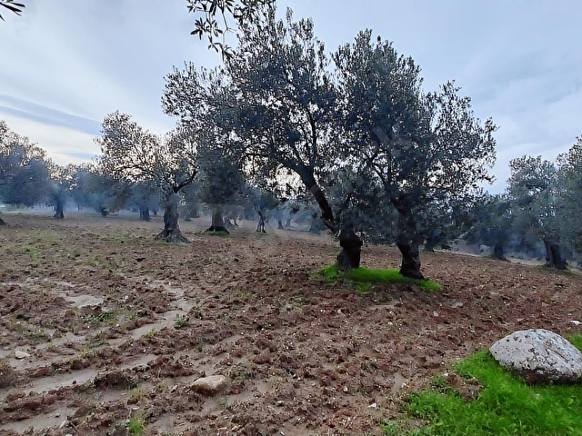 AYVALIKTA DENİZ MANZARALI 137 M. YOL CEPHELİ 40 DÖNÜM ZEYTİNLİK - Görsel 28