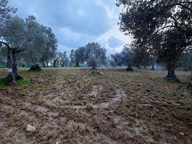 AYVALIKTA DENİZ MANZARALI 137 M. YOL CEPHELİ 40 DÖNÜM ZEYTİNLİK - Görsel 29