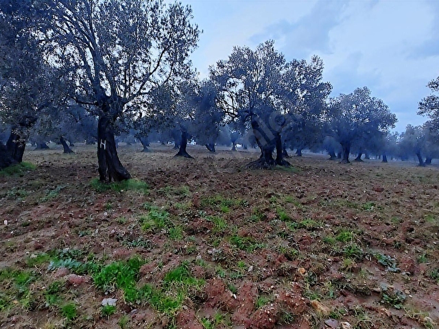 AYVALIKTA DENİZ MANZARALI 137 M. YOL CEPHELİ 40 DÖNÜM ZEYTİNLİK - Görsel 21