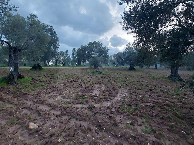 AYVALIKTA DENİZ MANZARALI 137 M. YOL CEPHELİ 40 DÖNÜM ZEYTİNLİK - Görsel 30