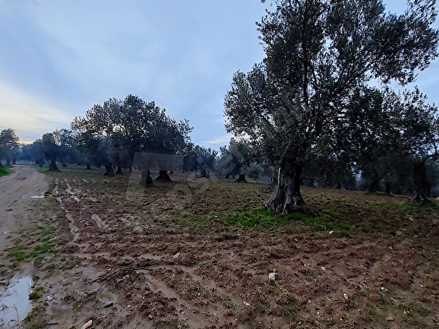 AYVALIKTA DENİZ MANZARALI 137 M. YOL CEPHELİ 40 DÖNÜM ZEYTİNLİK - Görsel 27