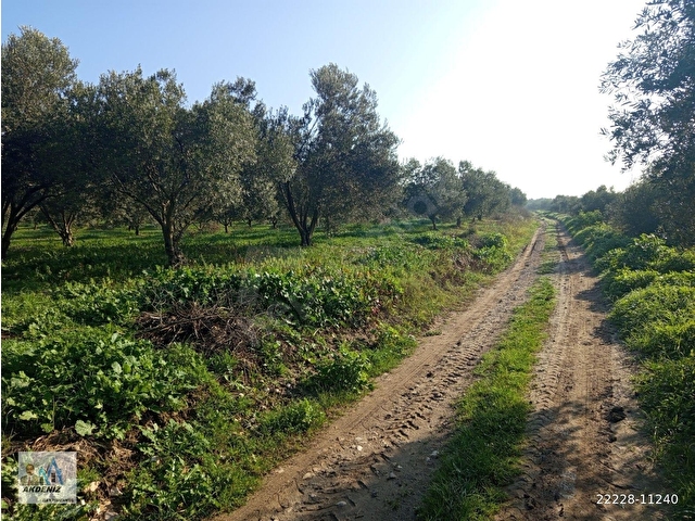 Akdeniz Emlaktan Satılık Şehzadeler İlç Kara Yenice Mah 3800 m2 Zeytin bahçesi - Görsel 13