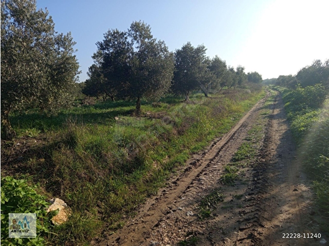 Akdeniz Emlaktan Satılık Şehzadeler İlç Kara Yenice Mah 3800 m2 Zeytin bahçesi - Görsel 28