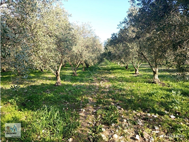 Akdeniz Emlaktan Satılık Şehzadeler İlç Kara Yenice Mah 3800 m2 Zeytin bahçesi