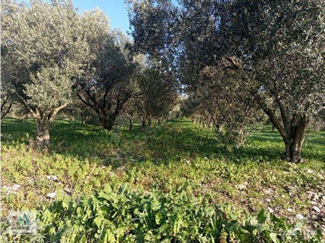 Akdeniz Emlaktan Satılık Şehzadeler İlç Kara Yenice Mah 3800 m2 Zeytin bahçesi - Görsel 7