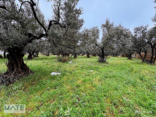 Hamamlı Yol Üstü 1.607 M2 Satılık ARAZİ - Görsel 6