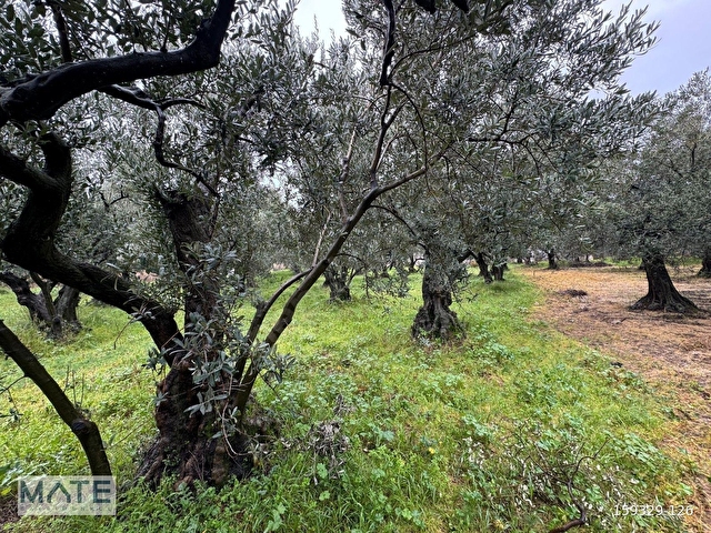 Hamamlı Yol Üstü 1.607 M2 Satılık ARAZİ - Görsel 22