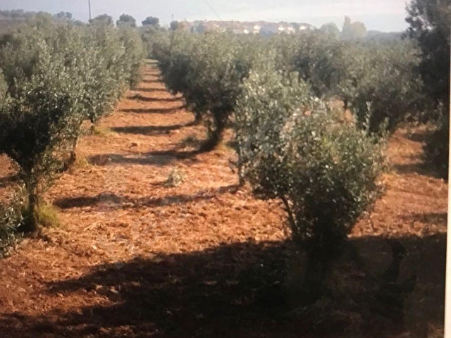 SATILIK ZEYTİNLİK 358 AĞAÇ , SÜPER DENİZ MANZARALI , ŞARKÖY MÜREFTE BELDESİ