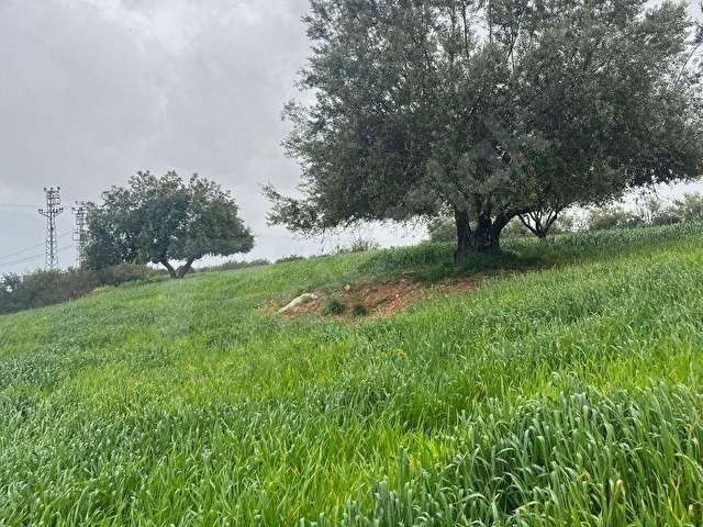 SOĞUK HAVA DEPOSU İÇİN RUHSAT VERİLİYOR SU YANINDA EKRİK İÇİNDE - Görsel 3