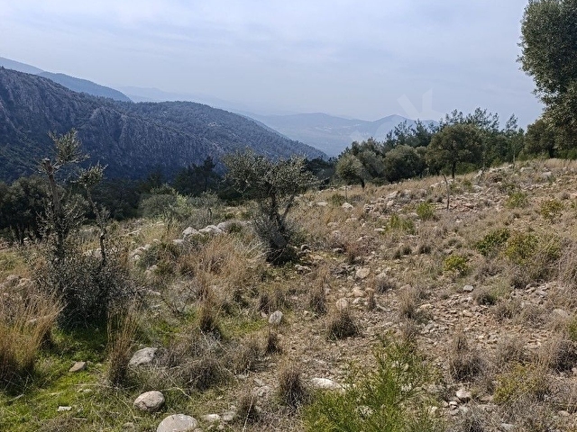 YUSUFÇA İLE KAYABAŞI MAH SINIRINDA MİLASA 13-14 KM MESAFEDE TAKASA AÇIK SAHİBİNDEN SATILIK ZEYTİNLİ - Görsel 9