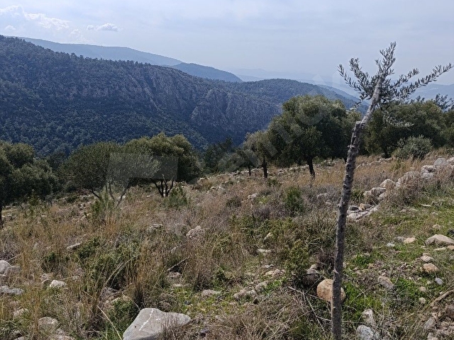 YUSUFÇA İLE KAYABAŞI MAH SINIRINDA MİLASA 13-14 KM MESAFEDE TAKASA AÇIK SAHİBİNDEN SATILIK ZEYTİNLİ - Görsel 15