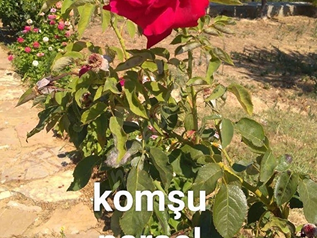 FOR SALE & FOR RENTTEN BOZCA ADADA 3994 M2 CUMHURİYET MAH.DE TARLA - Görsel 7