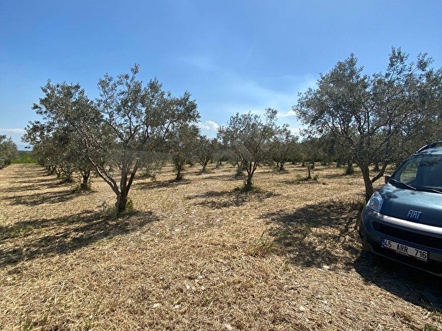 Şehzadeler Kalemli Mahallesinde Satılık 13.000 m² Zeytinlik - Görsel 5