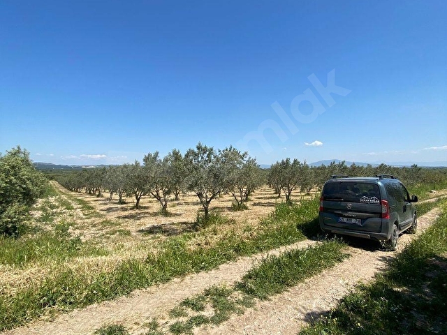 Şehzadeler Kalemli Mahallesinde Satılık 13.000 m² Zeytinlik