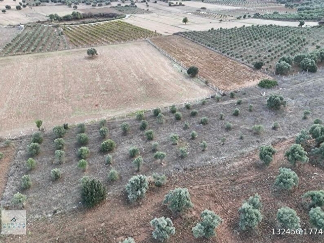 MENDERES İLÇESİ GÖLOVA KÖYÜNDE ULAŞIMI KOLAY 5.575 M2 BAHÇE - Görsel 9