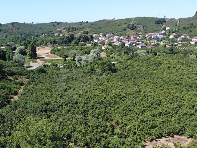 AKÇAKOCA ÇAYAĞZINDA YERLEŞİM YERİNE YAKIN VERİMLİ FINDIK BAHÇESİ - Görsel 10